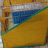 با سلام 2و جفت مرغ عشق دارم برای فروش فوری