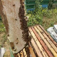 عسل درمانی  طبیعی و ارگانیک