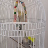 یک جفت عروس هلندی