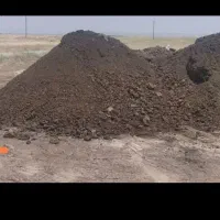 گوساله سمینتال
