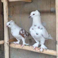کبوتر کاکولی پرپا