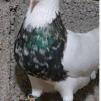 طوقی