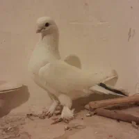 کفتر های اصیل ترک نوک برنجی