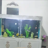 دو عدد آکواریم بزرگ شیشه ده میل