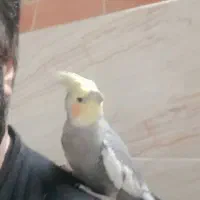 عروس گم شد هر که بیار برام  مژدگانی میدم