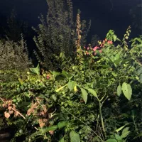 ویلا سوئیت اپارتمان کوتاه مدت