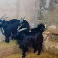 بزغاله نر چاق زیر قیمت