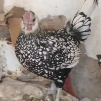 فروش مرغ وخروس سبرایت