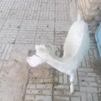 کره نر
