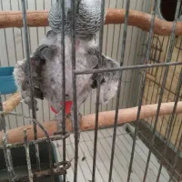 کاسکو دم قرمز