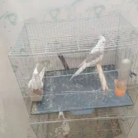 عروس ماده البینو