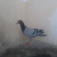 کبوتر