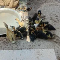 اردک یک ماهه بشرط سالم آگهی دارخوین