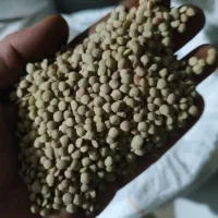 فروش عدس تمیز خوب محصول امسال