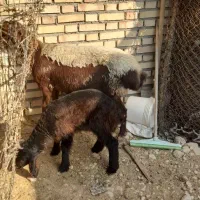 گوسفند فروشی