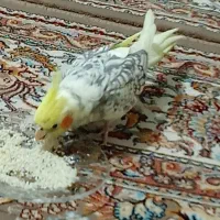 فروش یک جفت عروس هلندی یکساله