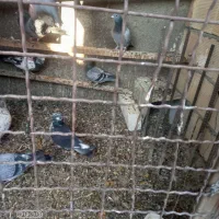 کبوتر آلمانی