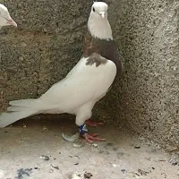 ی جفت کبوتر طوقی