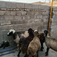 فروش ۶ راس میش داشتی جوان و آبستن