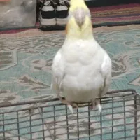 نرماده عروس هلندی