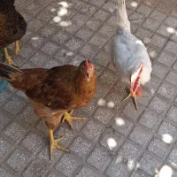 خروس و مرغ