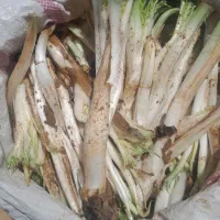 گنگره تازه خمین