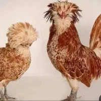 پولند طلایی لهستانی