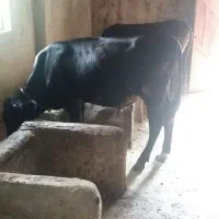 گاو نر