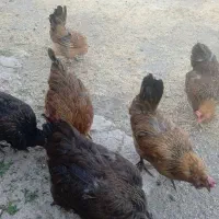مرغ وخروس