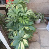 فروش گل پتوس وسانسوریا