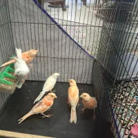 پرنده|پرنده|ماهان, |دیوار
