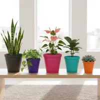 گلدان رنگی هیدروپونیک پلاستیکی