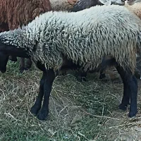 فروش شال ژندار ماده همو