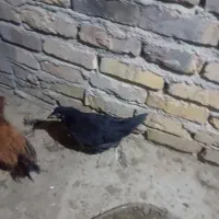 جوجه محلی شورویی ۱۰۰دصد محلی