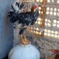 اردک|حیوانات مزرعه|مشهد, انصار|دیوار