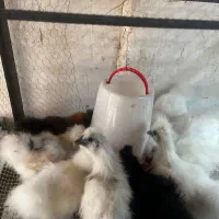 سبرایت
