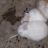 واگذاری تعدادی خرگوش