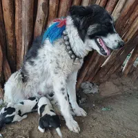سگ گله ای