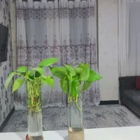 منزل مبله صدرا