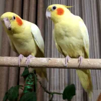 طوطی عروس هلندی لوتینو زعفرانی کینگ سایز