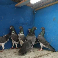 سه جفت چپرا خالص
