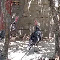 بوقلمو نر بزرگ
