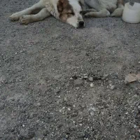 سگ توله خراسانی