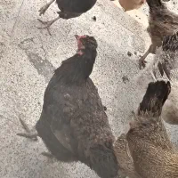 مرغ سیاه تخم گذار نژاد خوب
