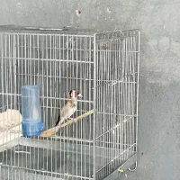 فروش 7عددسهره جفتی قناری و سهره دهندارجوجه قفس