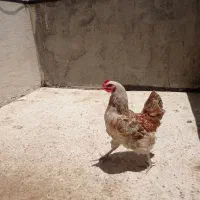 مرغ تخمگذار