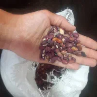 لوبیا قرمز