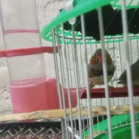 فنچ