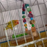 کتوله ،برزیلی، رنگین خاص