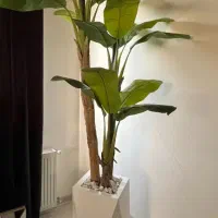 مرکز پخش درختچه کنارسالنی به قیمت عمده